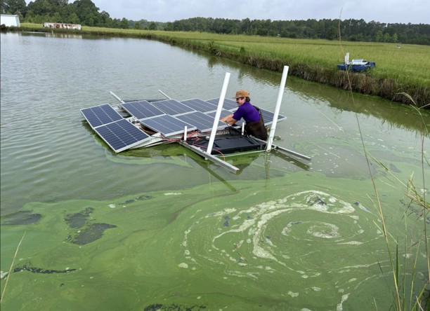 algae around floating solar