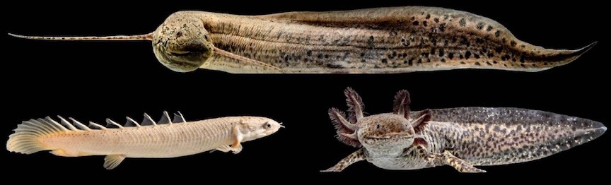 Polypterus, axolotl, lungfish