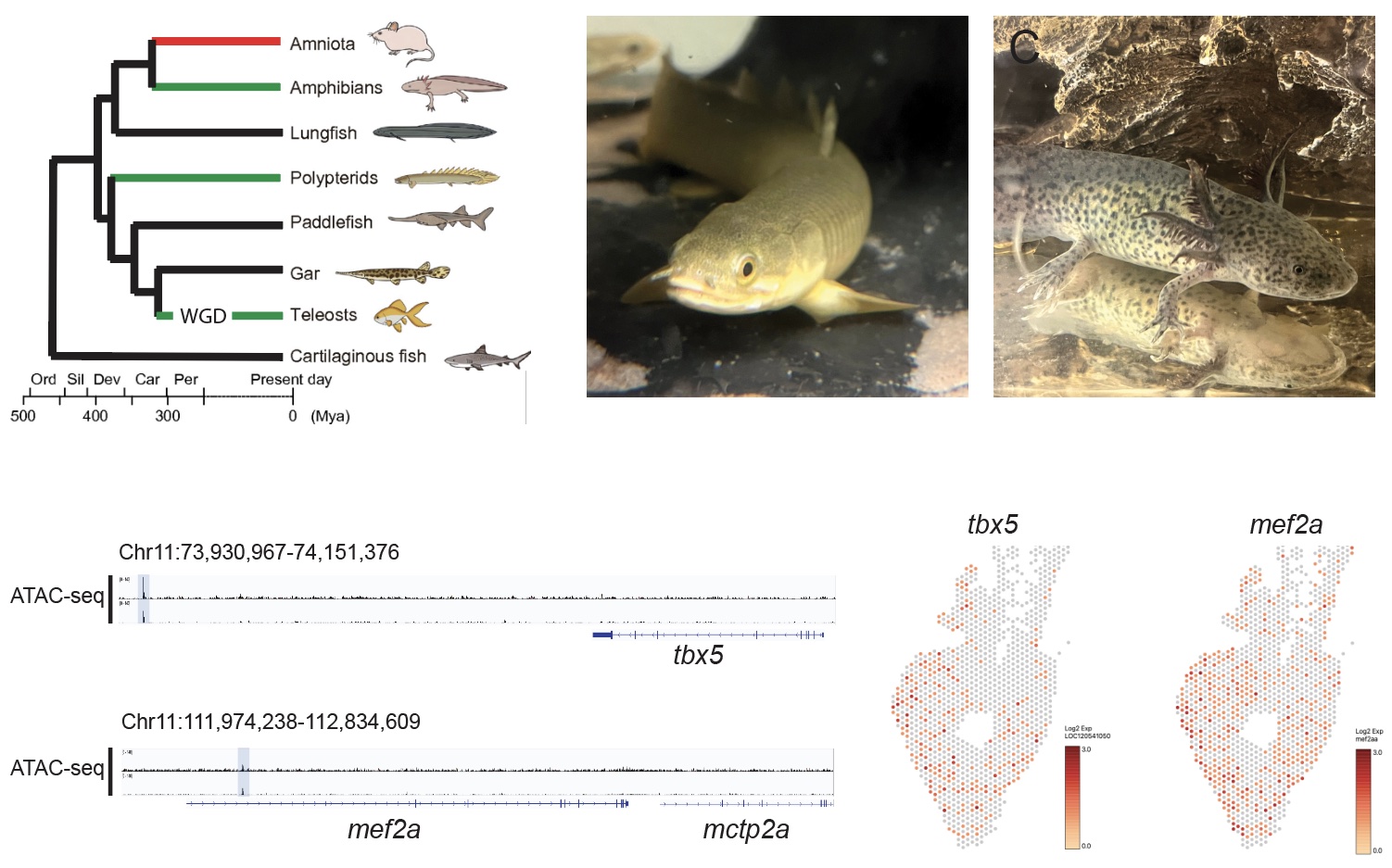Heart spatial and atac seq