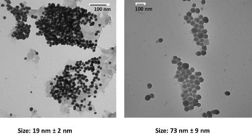 TEM micrographs of the nanoparticles obtained when using 2HP-?-CD as a template with ultrasound at two different degrees of molecular substitutions for 2HP-?-CD (MS=0.6 and MS=0.8). The spherical nanoparticles with an average size of 19 nm and a standard deviation of 2 nm as pictured in the TEM micrographs (a) were obtained when using 2HP-?-CD (MS=0.6) at a concentration of 4 mM of reactants. However, the size increases to an average of 73 nm and a standard deviation of 9 nm for 2HP-?-CD with molecular substitution of 0.8