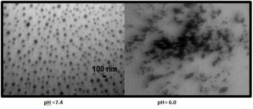 At a pH value of 7.4, this compound formed nice spherical nanoGUMBOS of ~100 nm. At pH 6.0, these nanoGUMBOS disintegrated into an amorphous solid material. Clearly, this compound is greatly stimulated at acidic pH values. It should be clear that this property would be very useful as a drug delivery system for cancerous or infectious tissues since these tissues tend to be more acidic than healthy tissues. It should also be clear that it is possible to tune the pH value at which the nanoGUMBOS disaggregate by using anions of different pKa values.