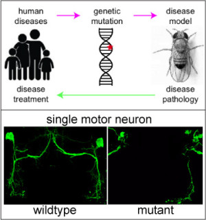 Modeling degenerative diseases in fruit flies