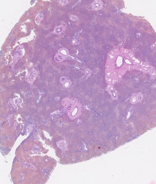 Canine Liver