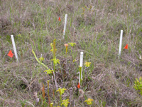 Sampling quadrat with Sarracenia alata at Abita Springs