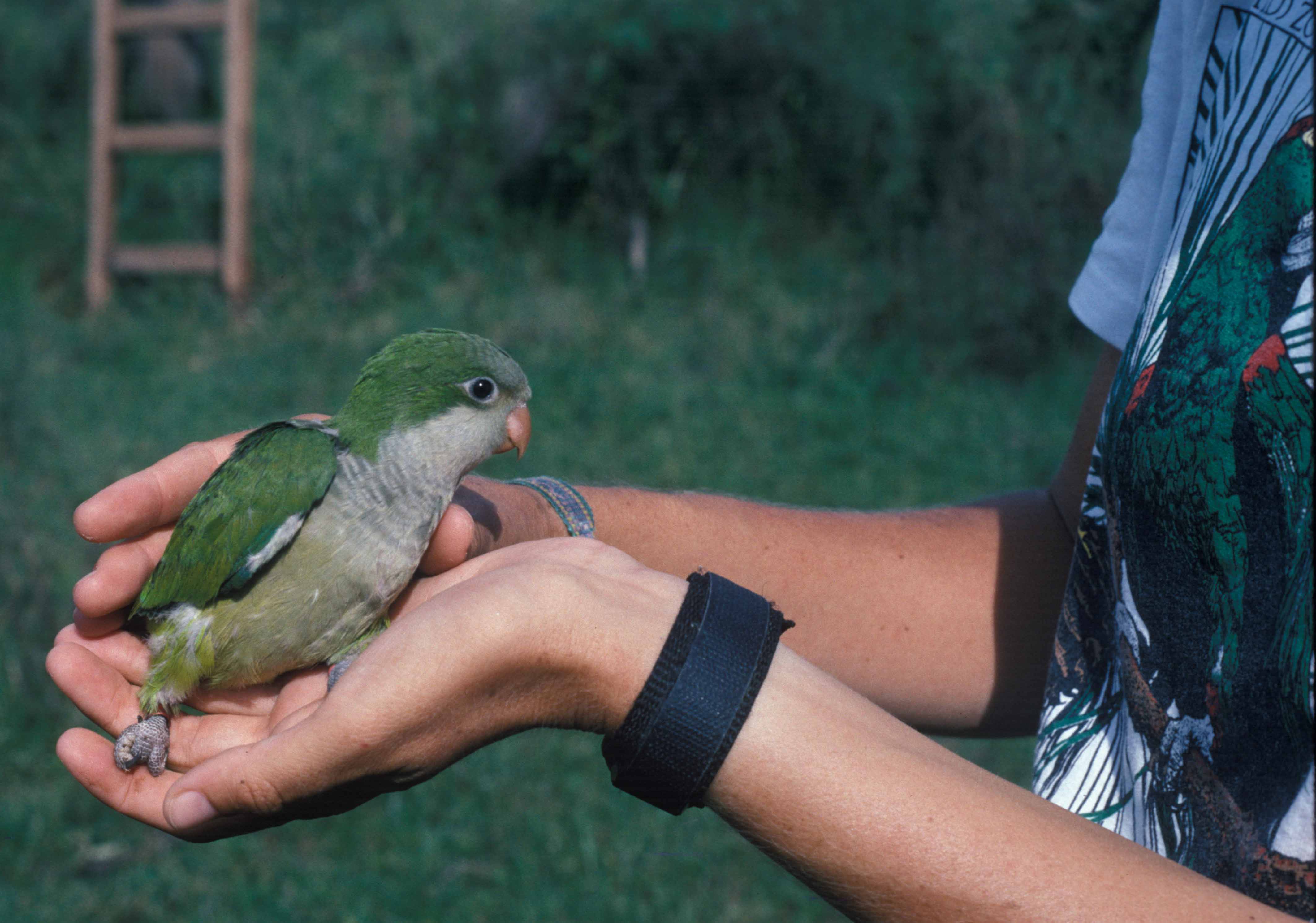 Monk parakeet in Argentina