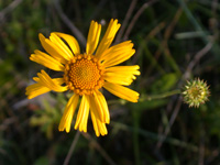 Balduina uniflora flower
