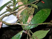 New species of shrub on Manaus CTFS plot