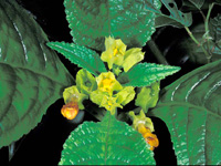 Chrysothemis friedrichsthaliana in bloom