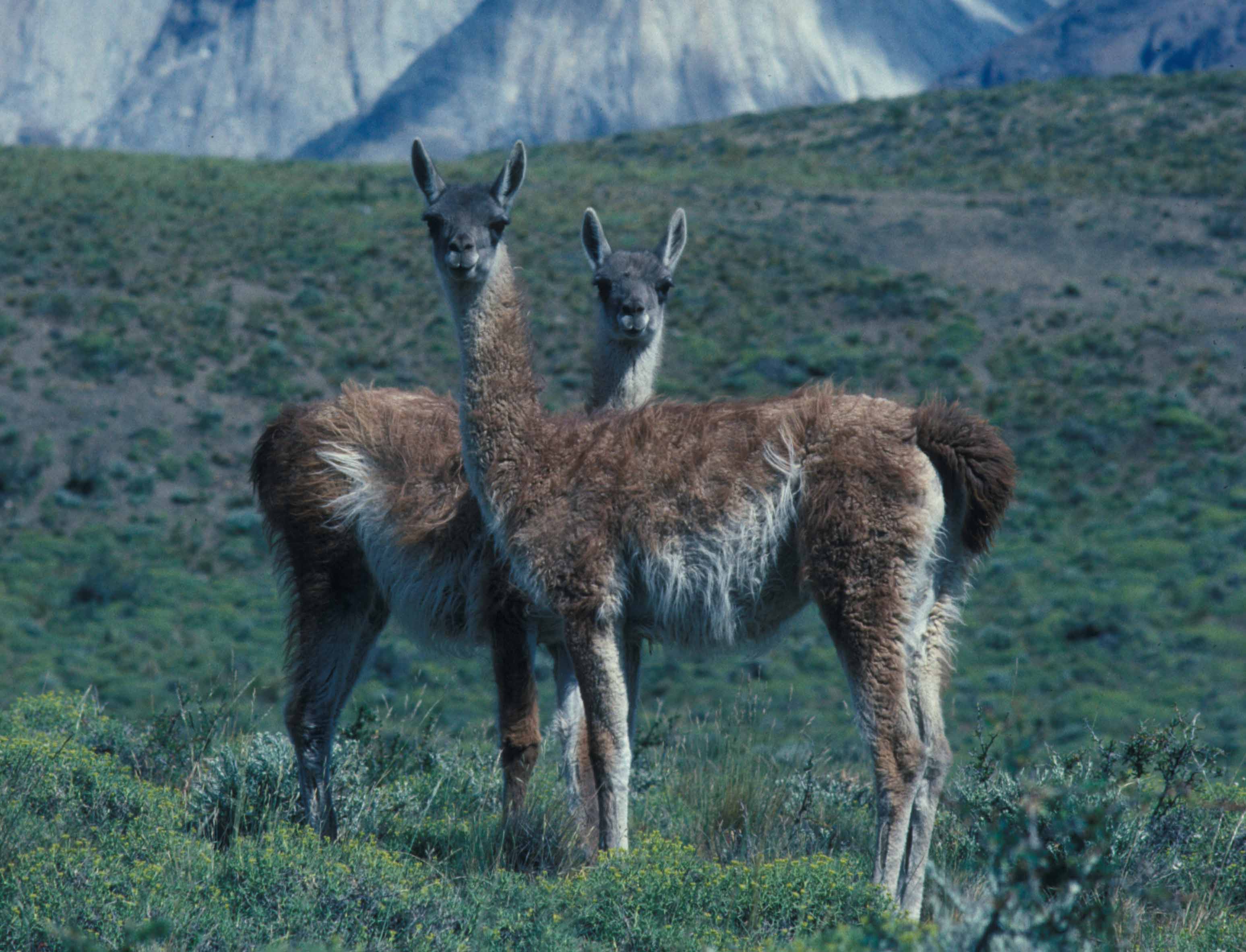 Guanacos in Torres del Paine, Chile