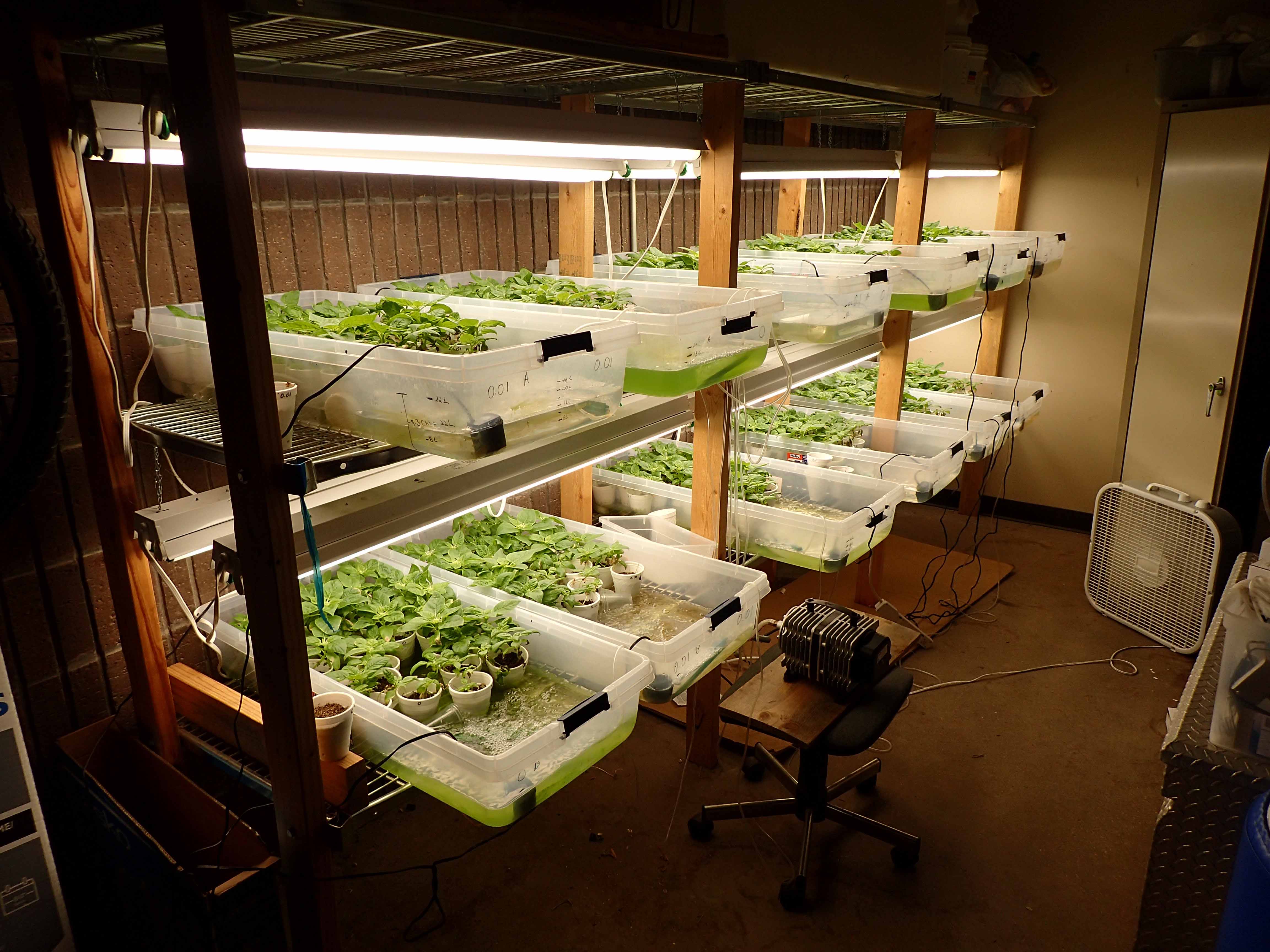 Hydroponic set-up