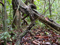 "Green" and "brown" food webs in Panama forest