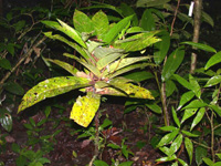 Quadrella antonensis branch
