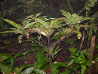 Quadrella antonensis plant