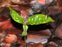 Attacked Tetragastris panamensis seedling