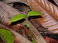 Unattacked Tetragastris panamensis seedling