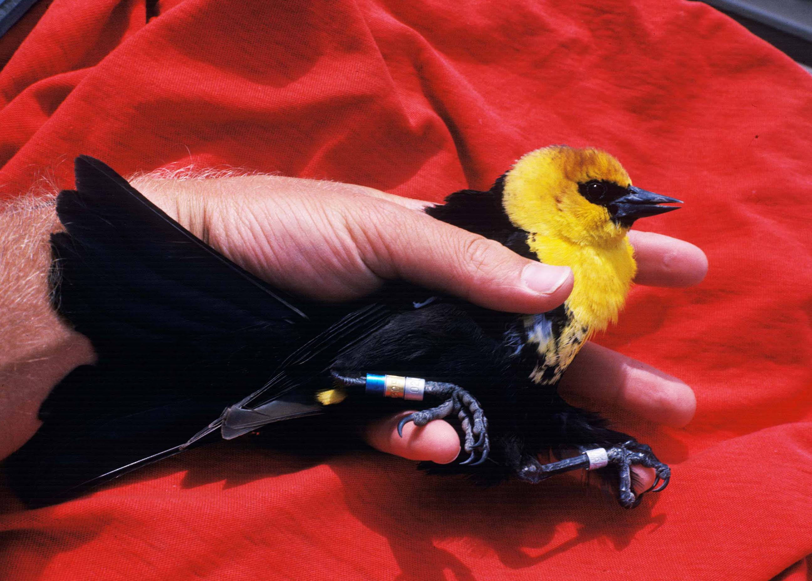 Yellow-headed blackbird