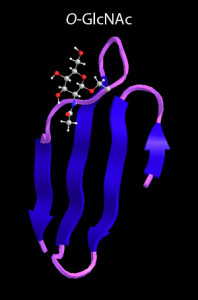 Model of protein with O-GlcNAc