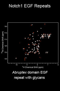NMR spectrum of EGF repeats