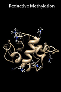 Protein model with reductive methylation
