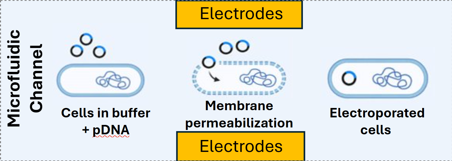 illustration of cellular electroporation