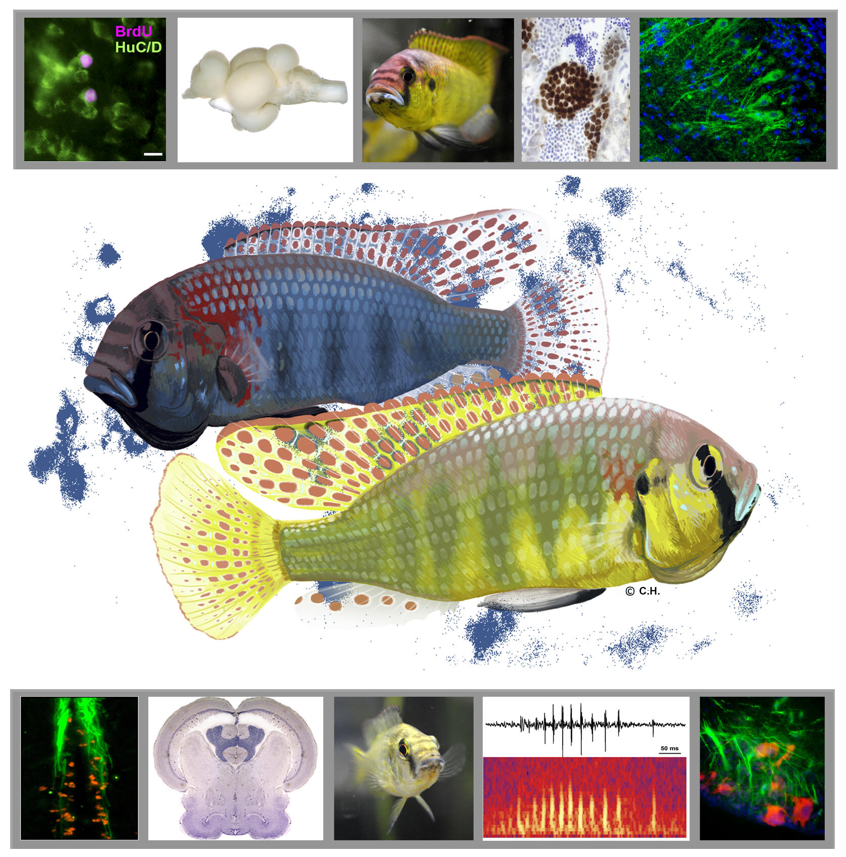 Maruska Lab logo with fish, brains, and behaviors