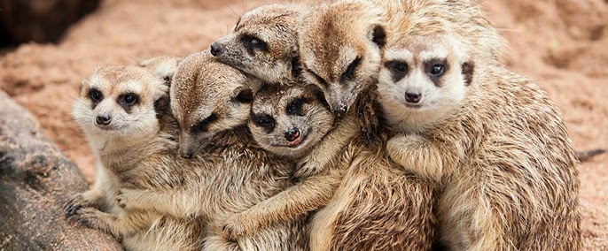 Meerkats Hugging