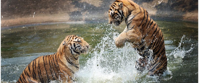 Tigers Fighting