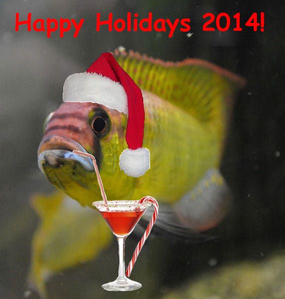 Happy holidays with burtoni fish