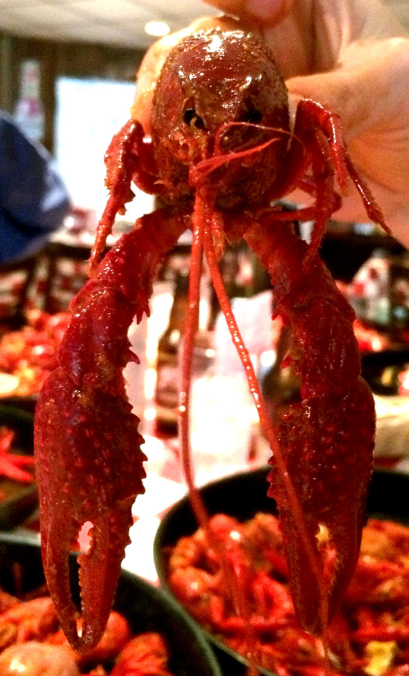 crawfish closeup