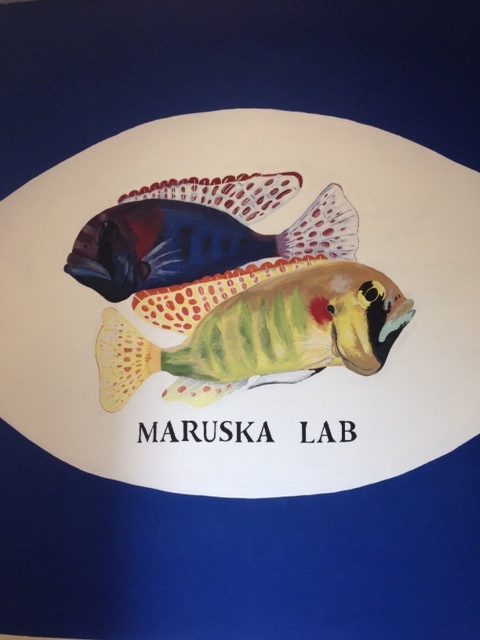 Finished Maruska lab logo painting