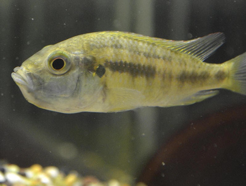 Mouth-brooding Female