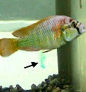 dominant male burtoni fish urinating