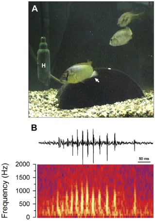 acoustic recording of male burtoni calls