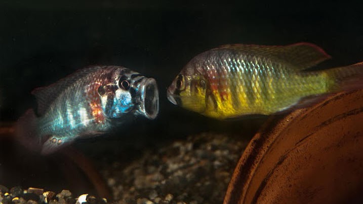 Two burtoni males fighting