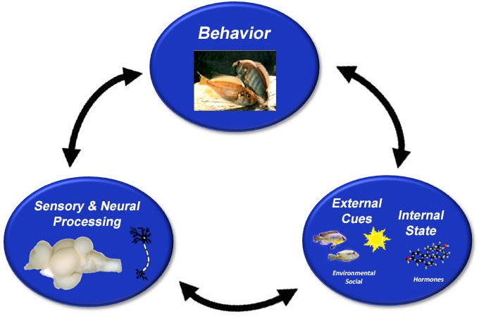 Behavior process