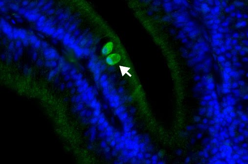 olfactory receptor neurons in burtoni