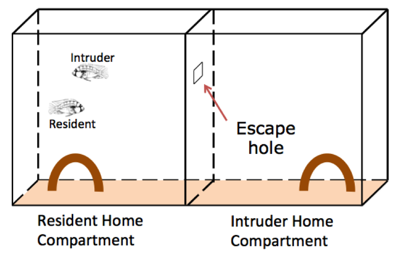 social defeat behavior tank with resident fish and intruder fish