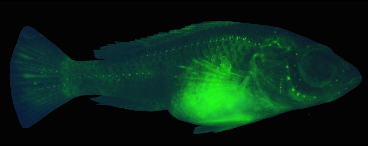 DASPEI stained burtoni fish showing the lateral line