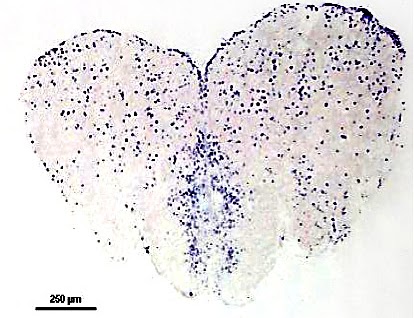 cfos brain stain in burtoni