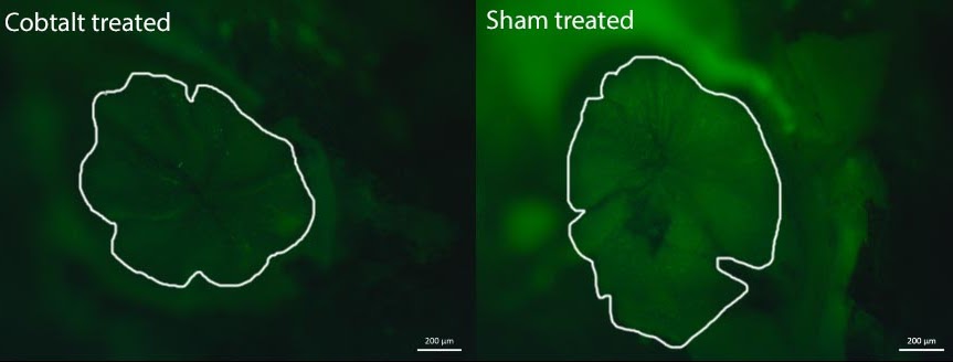 effects of cobalt chloride on olfactory epithelium