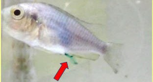 Chemosensory signaling by urinating burtoni male fish