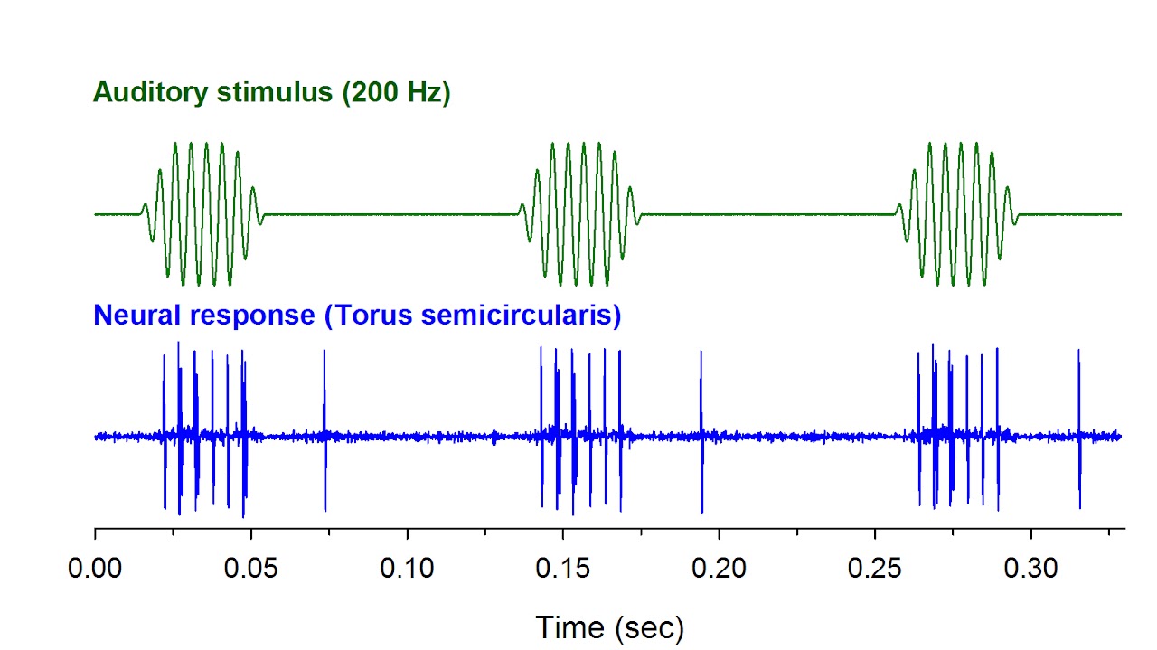 electrophysiology recordings in auditory proccessing region, the torus semicircularis