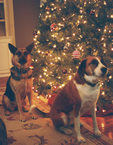 Dogs in front of Christmas tree.