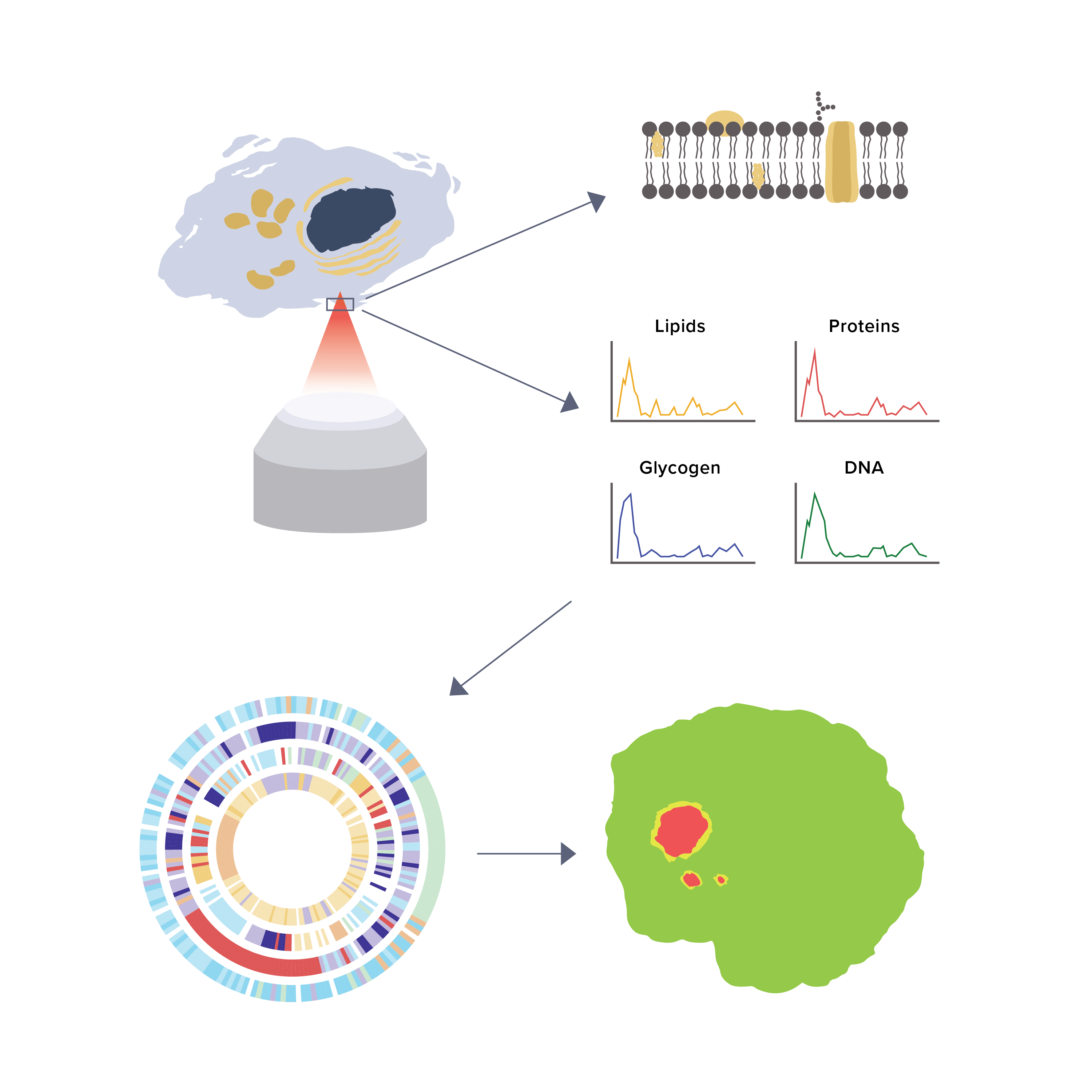 Lipid, details follow