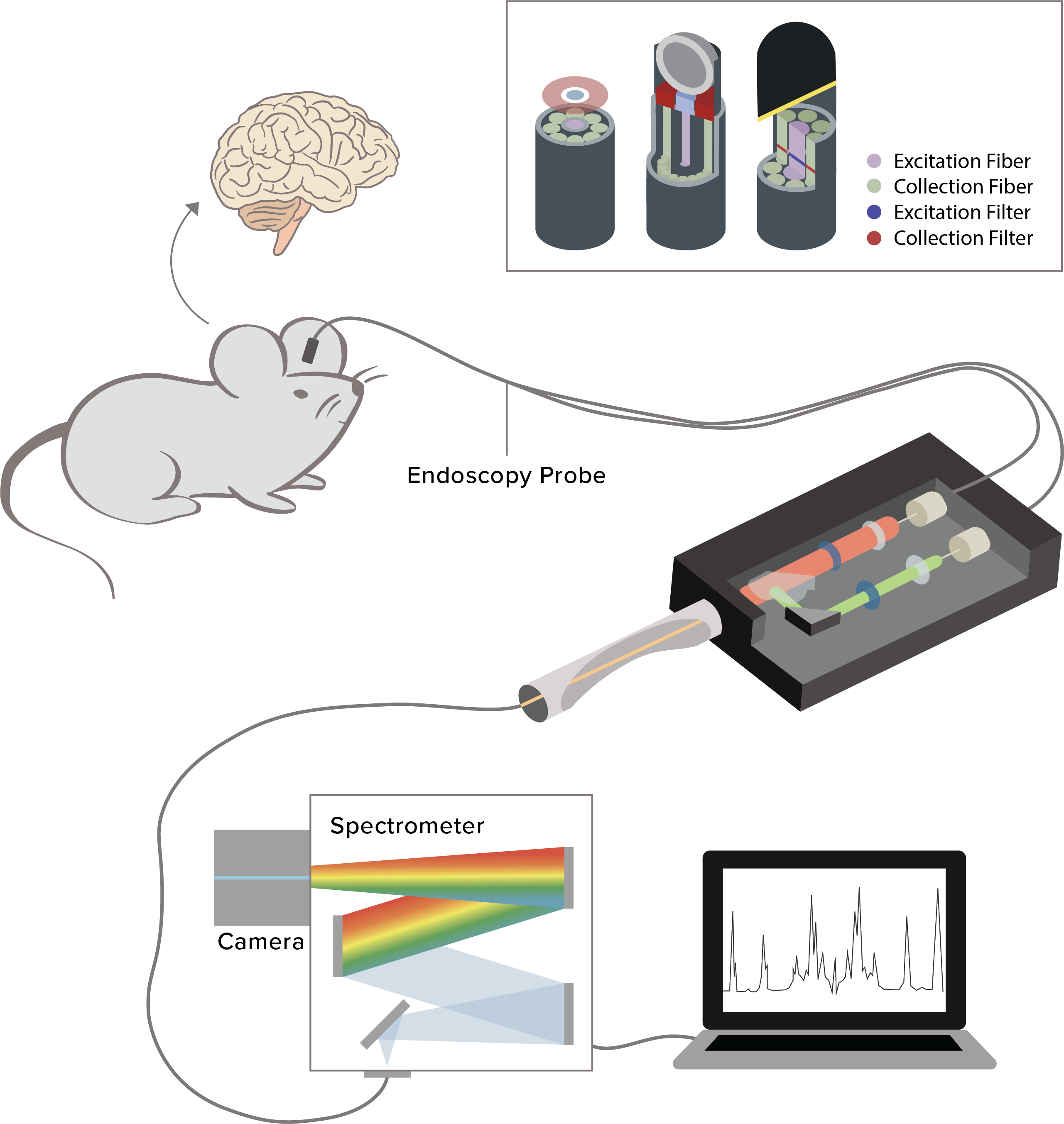 Raman endoscope, details follow