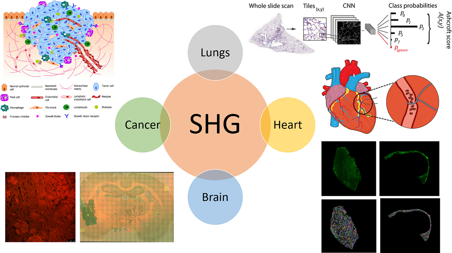 SHG research, details follow