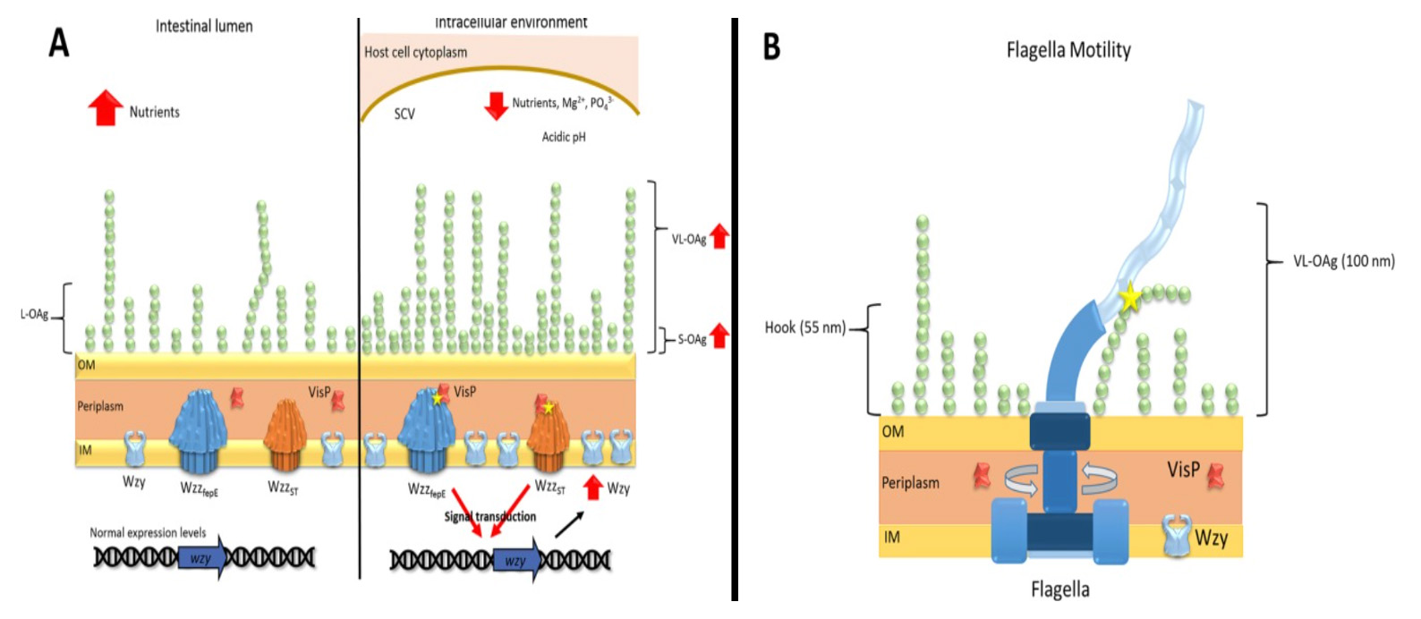 models of OAg outer-leaf remodeling and flagellum-OAg interaction. 