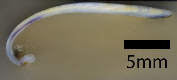 Donax cross section