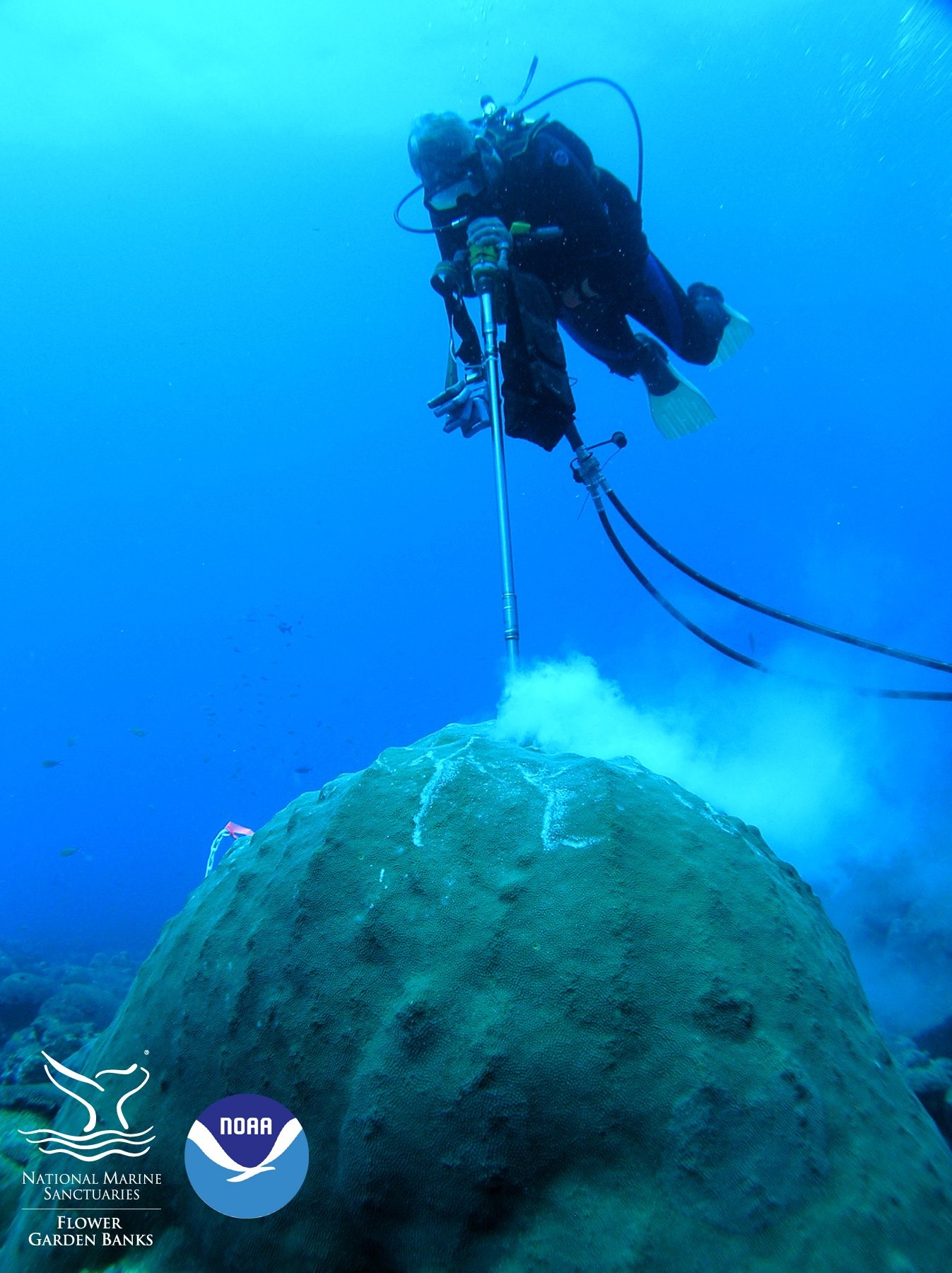 Scuba diver drilling a coral in Flower Garden Banks