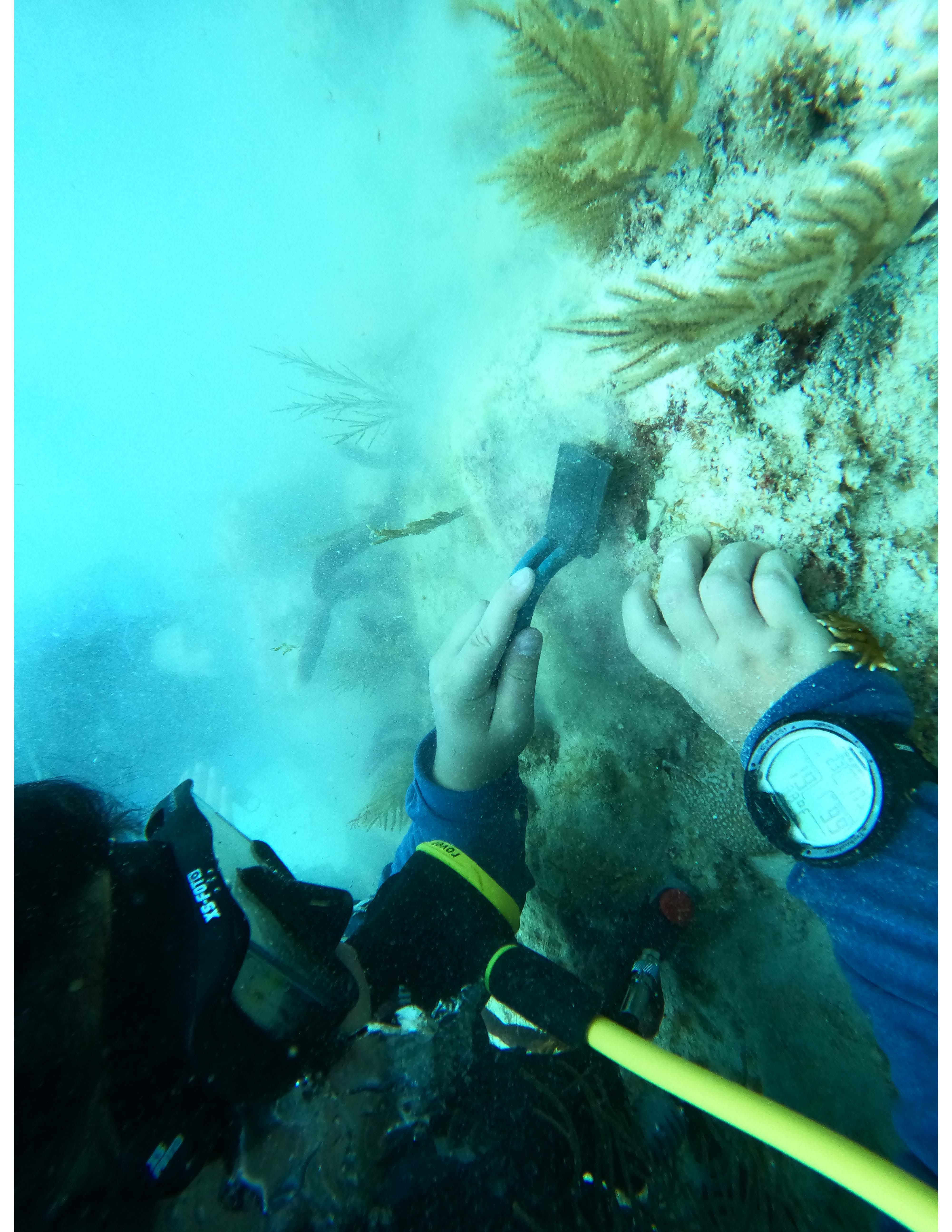 Kylie transplanting coral in the Florida Keys
